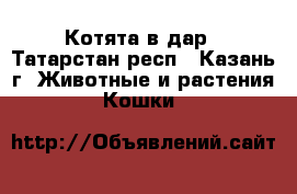 Котята в дар - Татарстан респ., Казань г. Животные и растения » Кошки   